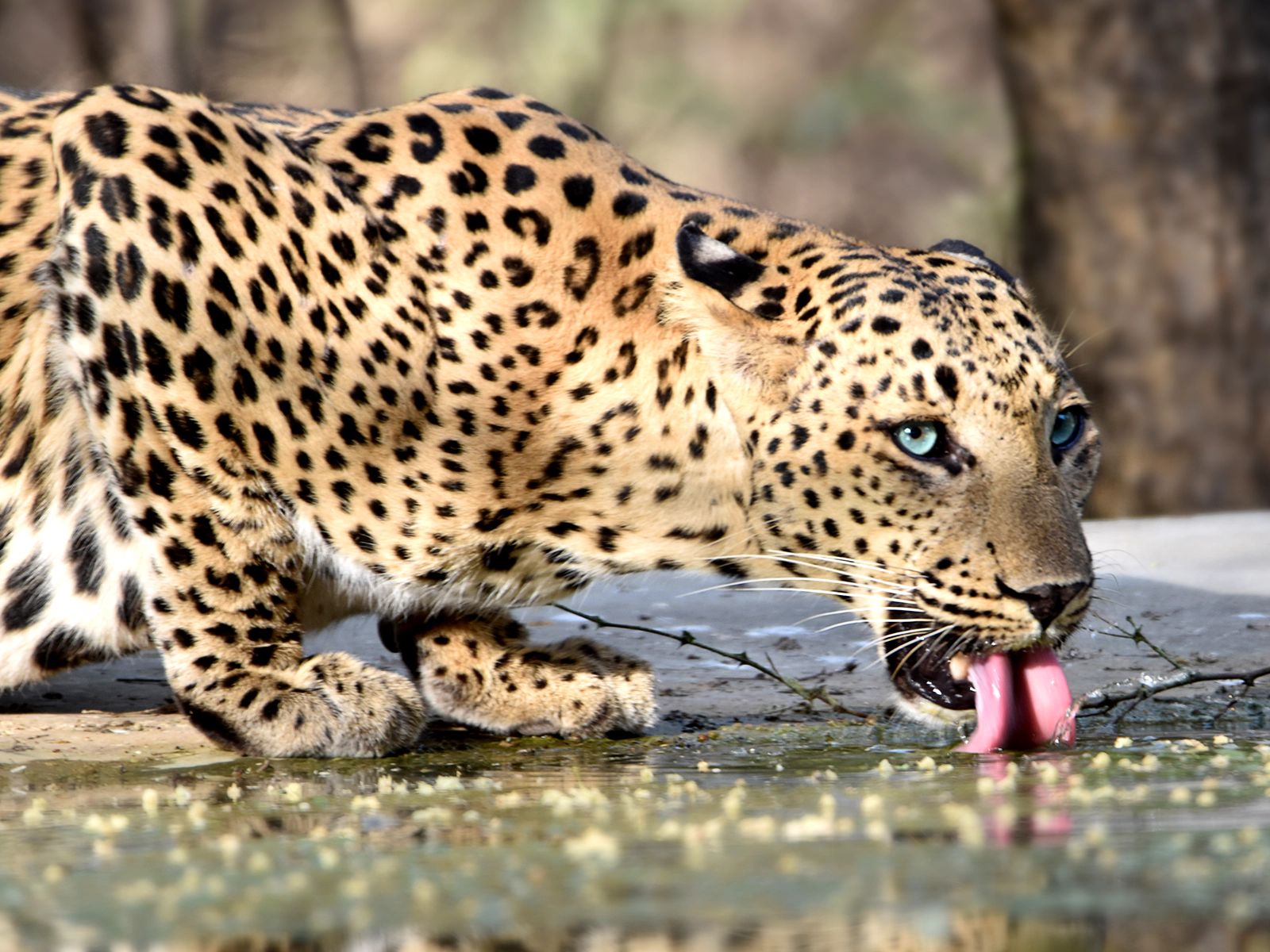 Leopards, Jhalana, Jaipur, Rajasthan